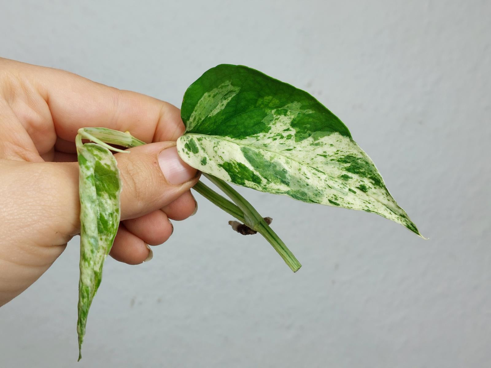 Epipremnum Cebu Blue Variegata Stecklinge
