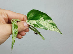 Epipremnum Cebu Blue Variegata Stecklinge