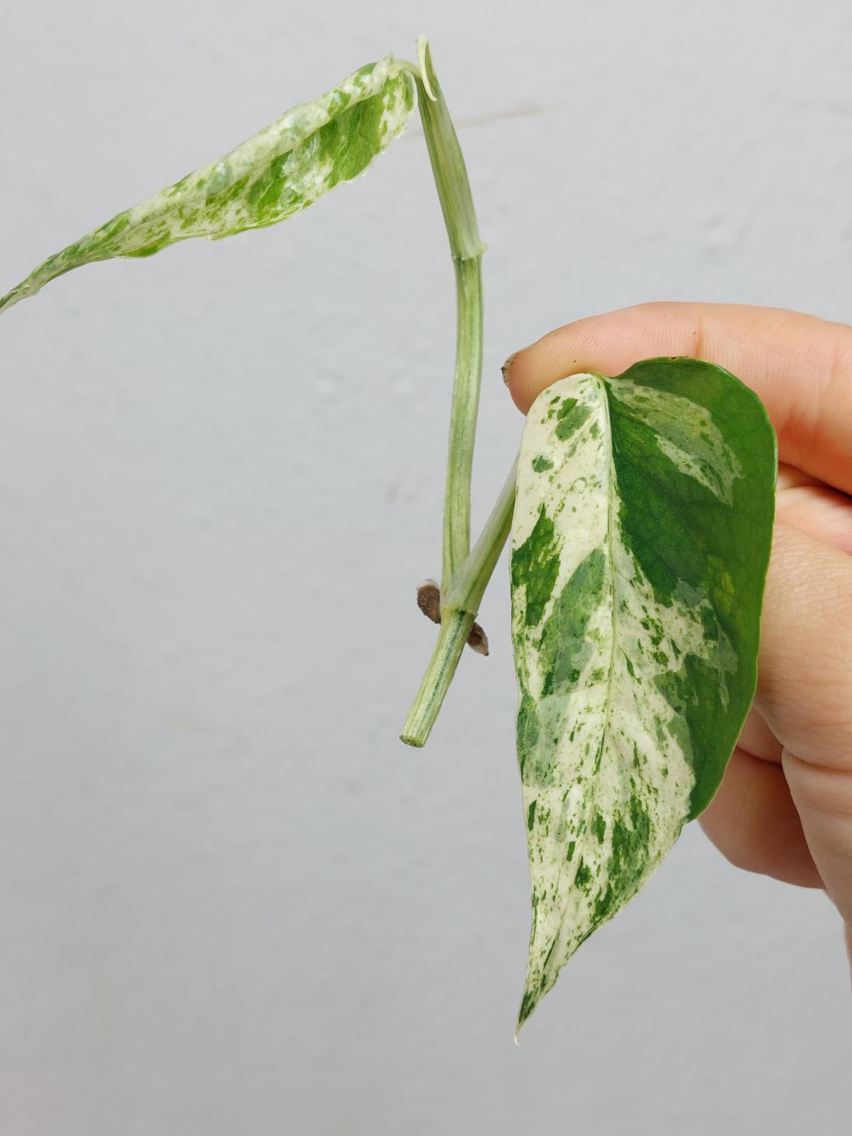 Epipremnum Cebu Blue Variegata Stecklinge