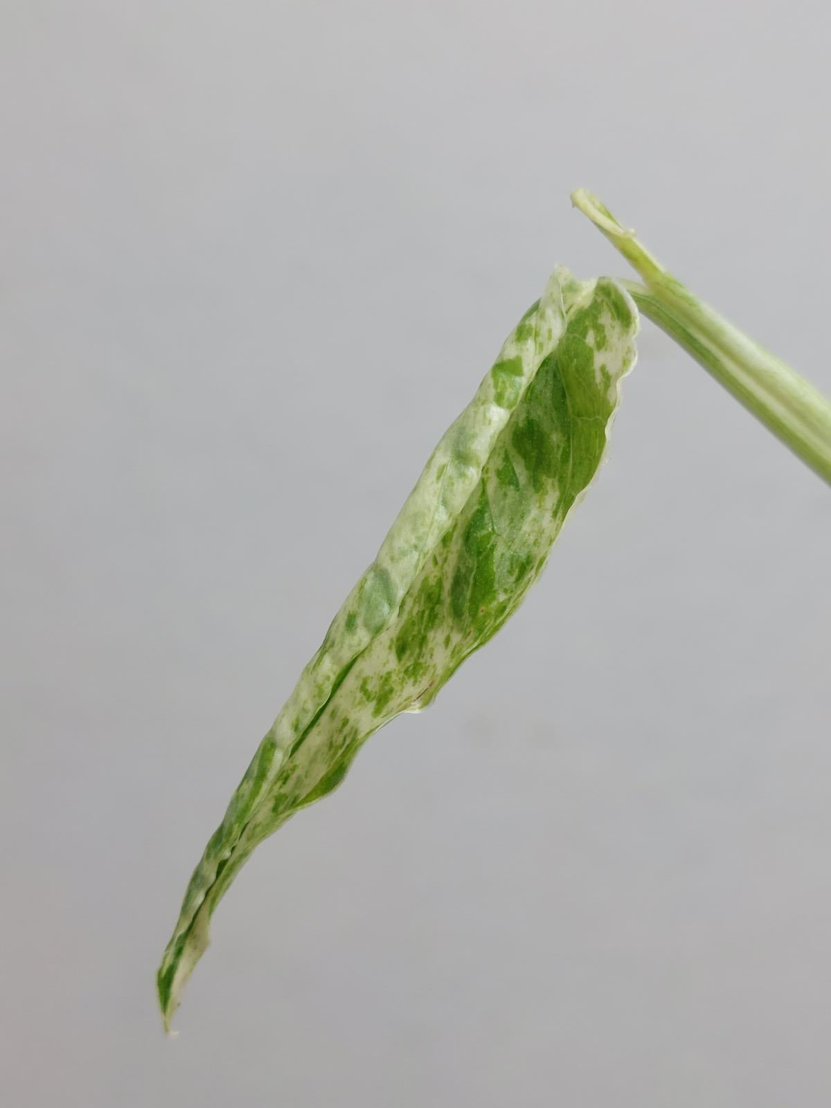 Epipremnum Cebu Blue Variegata Stecklinge