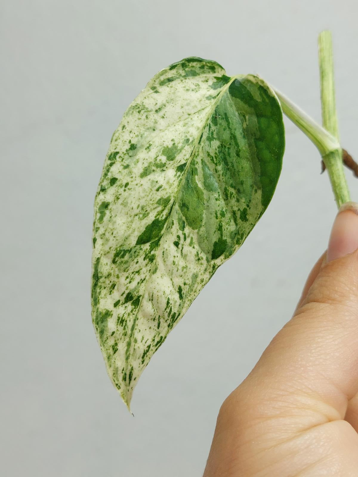 Epipremnum Cebu Blue Variegata Stecklinge
