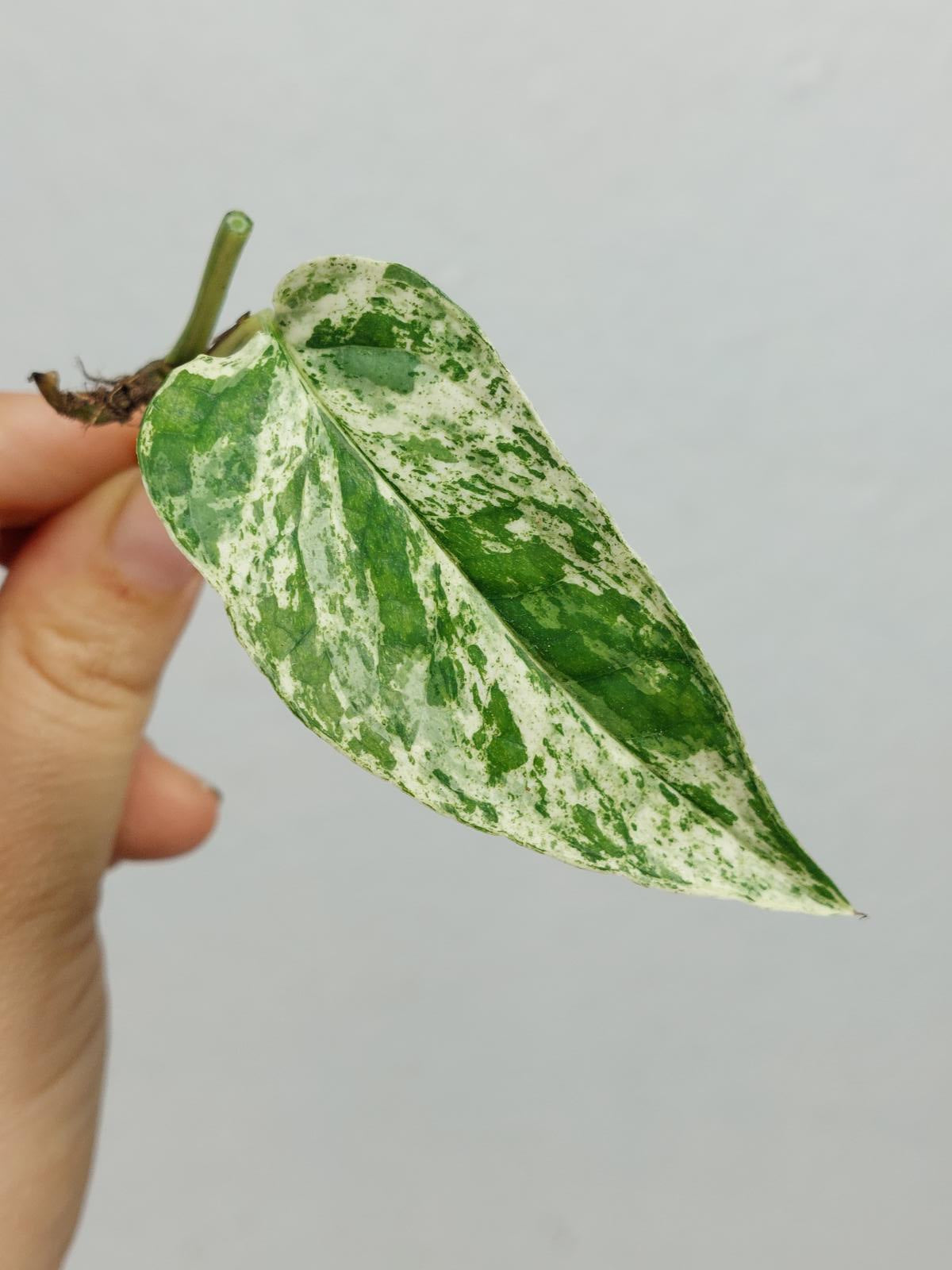 Epipremnum Cebu Blue Variegata Stecklinge