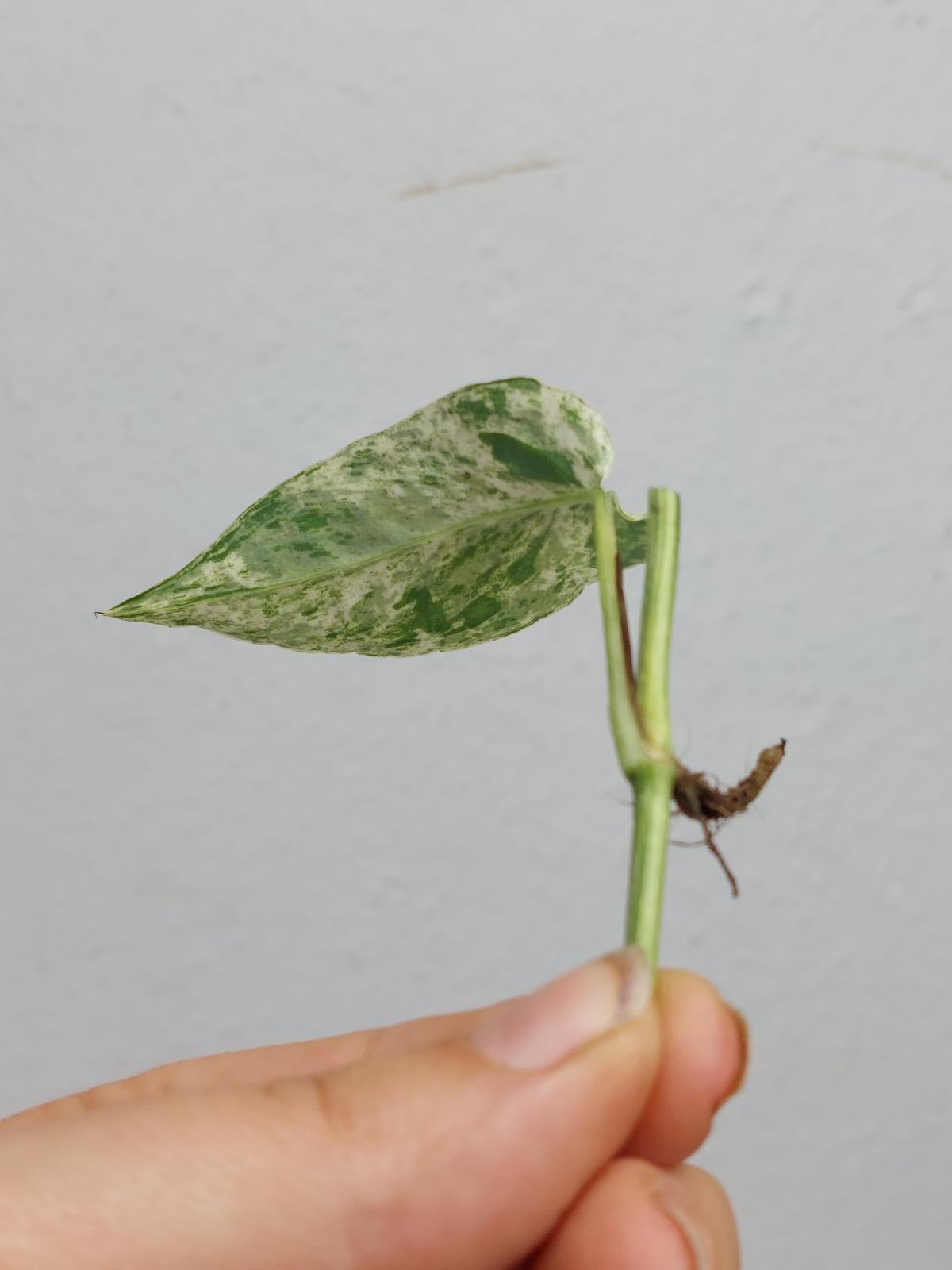 Epipremnum Cebu Blue Variegata Stecklinge