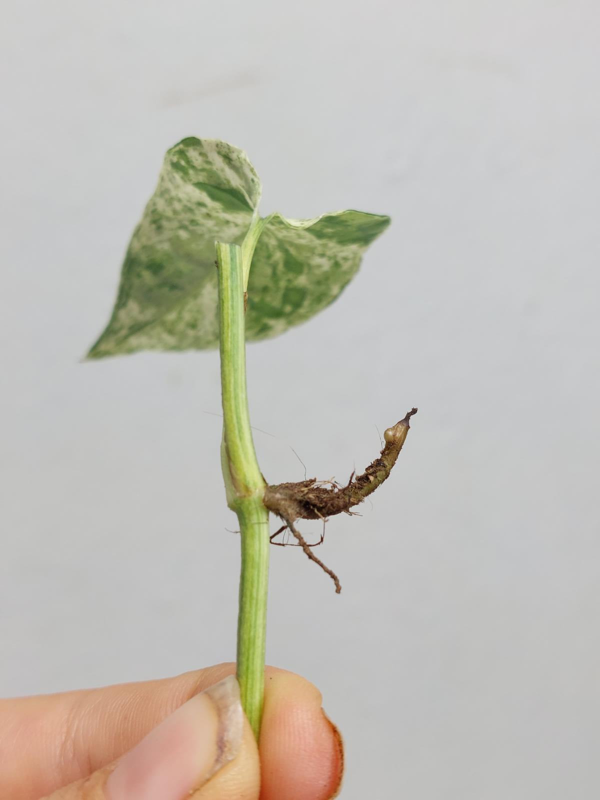 Epipremnum Cebu Blue Variegata Stecklinge