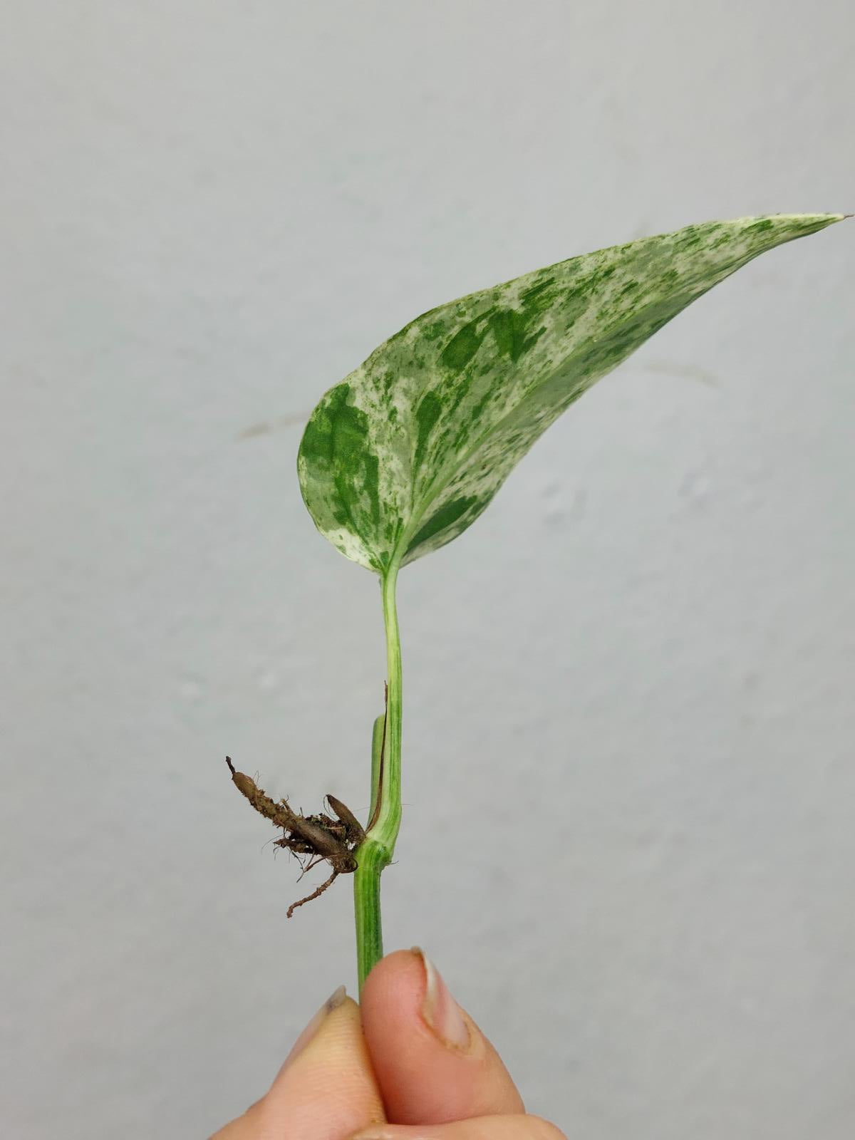 Epipremnum Cebu Blue Variegata Stecklinge