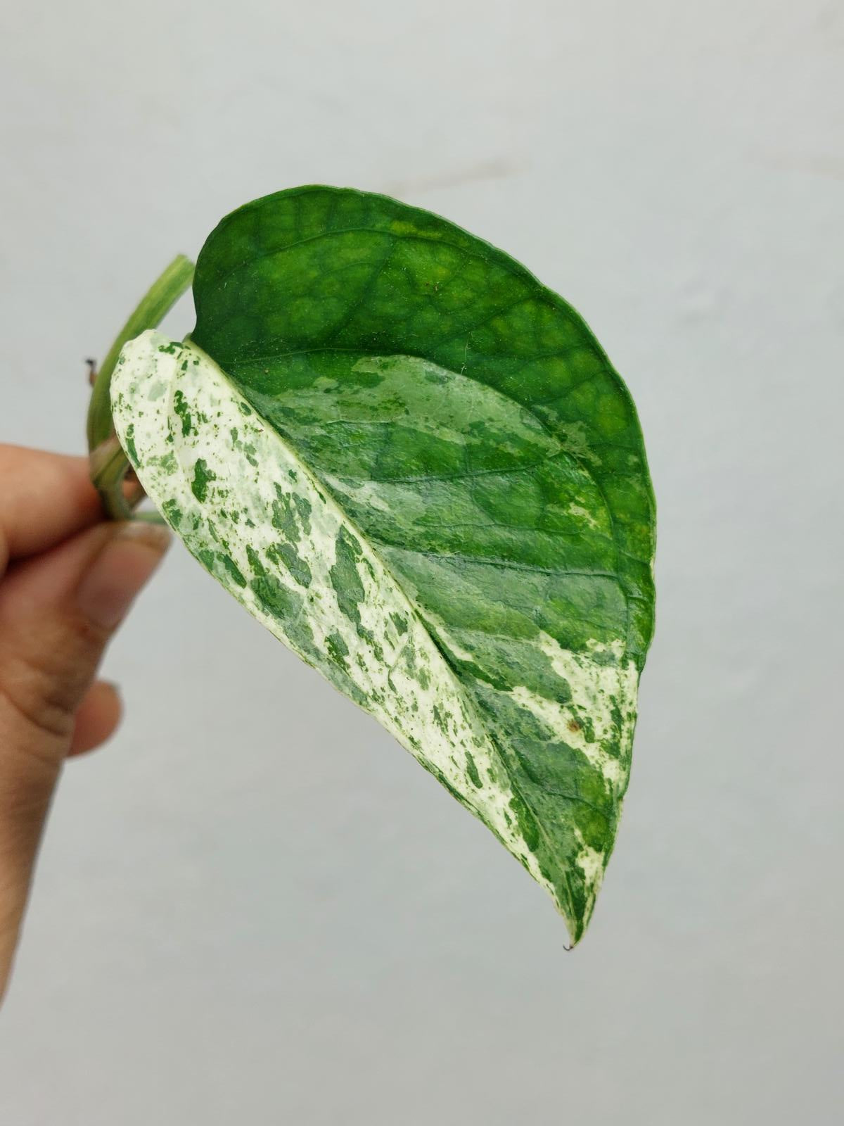 Epipremnum Cebu Blue Variegata Stecklinge