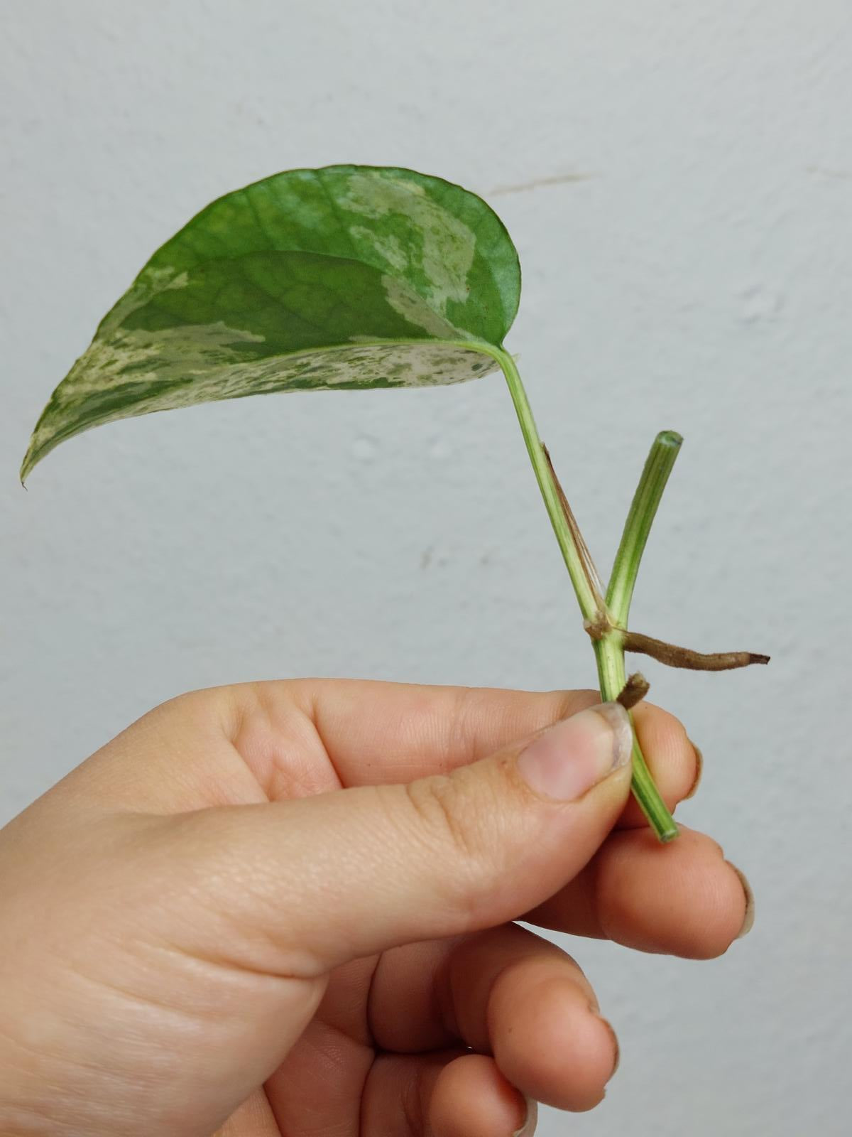 Epipremnum Cebu Blue Variegata Stecklinge