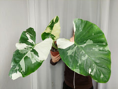 Alocasia Macrorrhiza Variegata