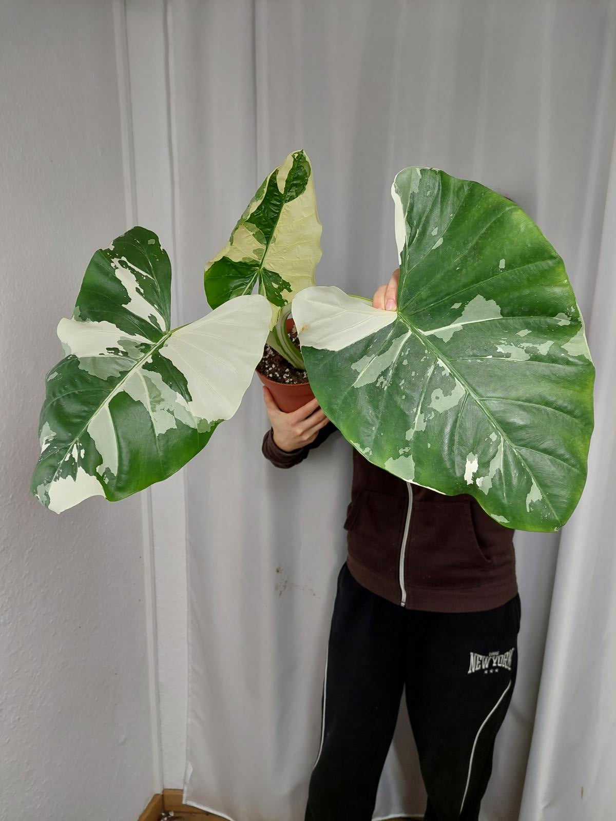 Alocasia Macrorrhiza Variegata