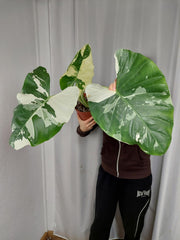 Alocasia Macrorrhiza Variegata