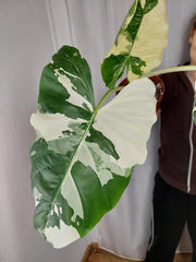 Alocasia Macrorrhiza Variegata