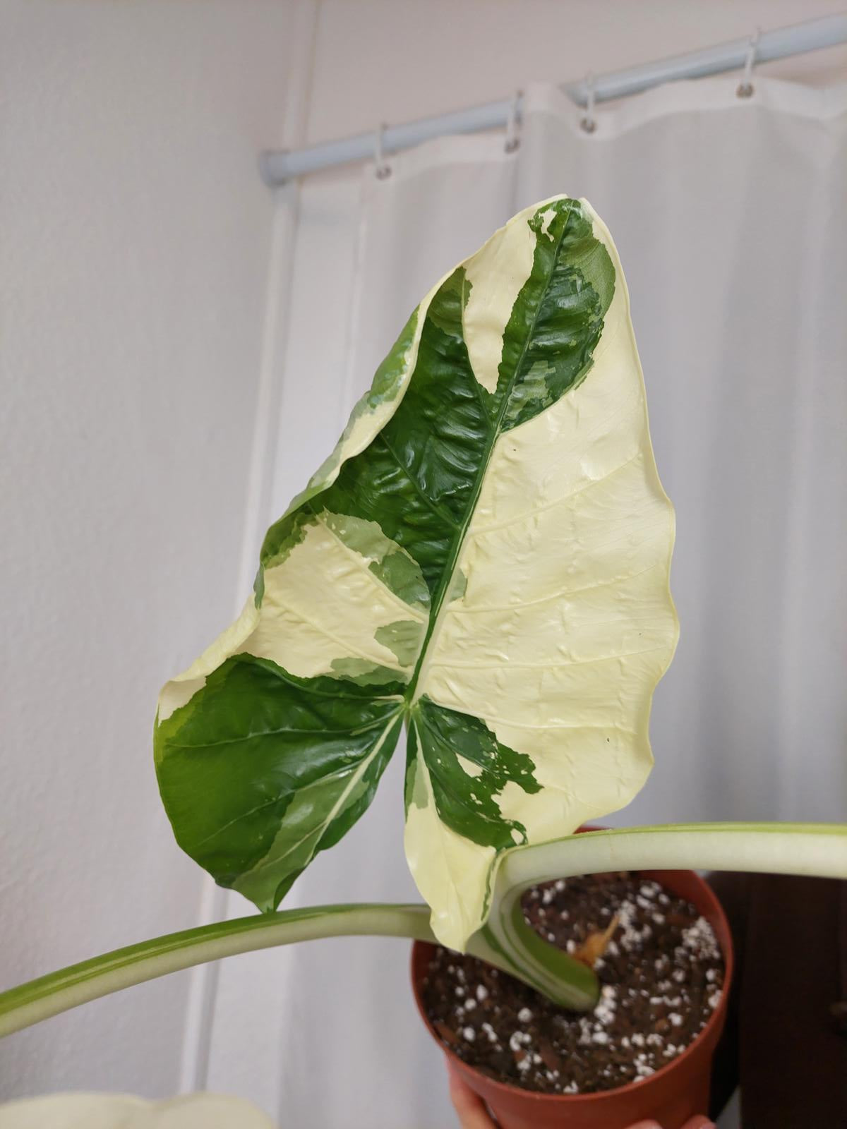 Alocasia Macrorrhiza Variegata