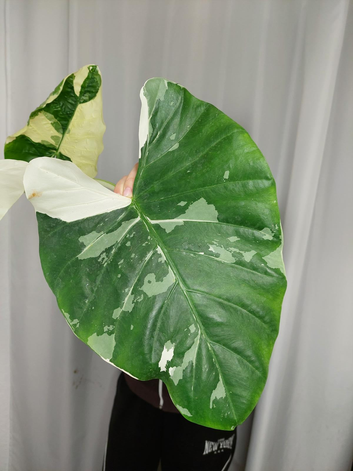 Alocasia Macrorrhiza Variegata