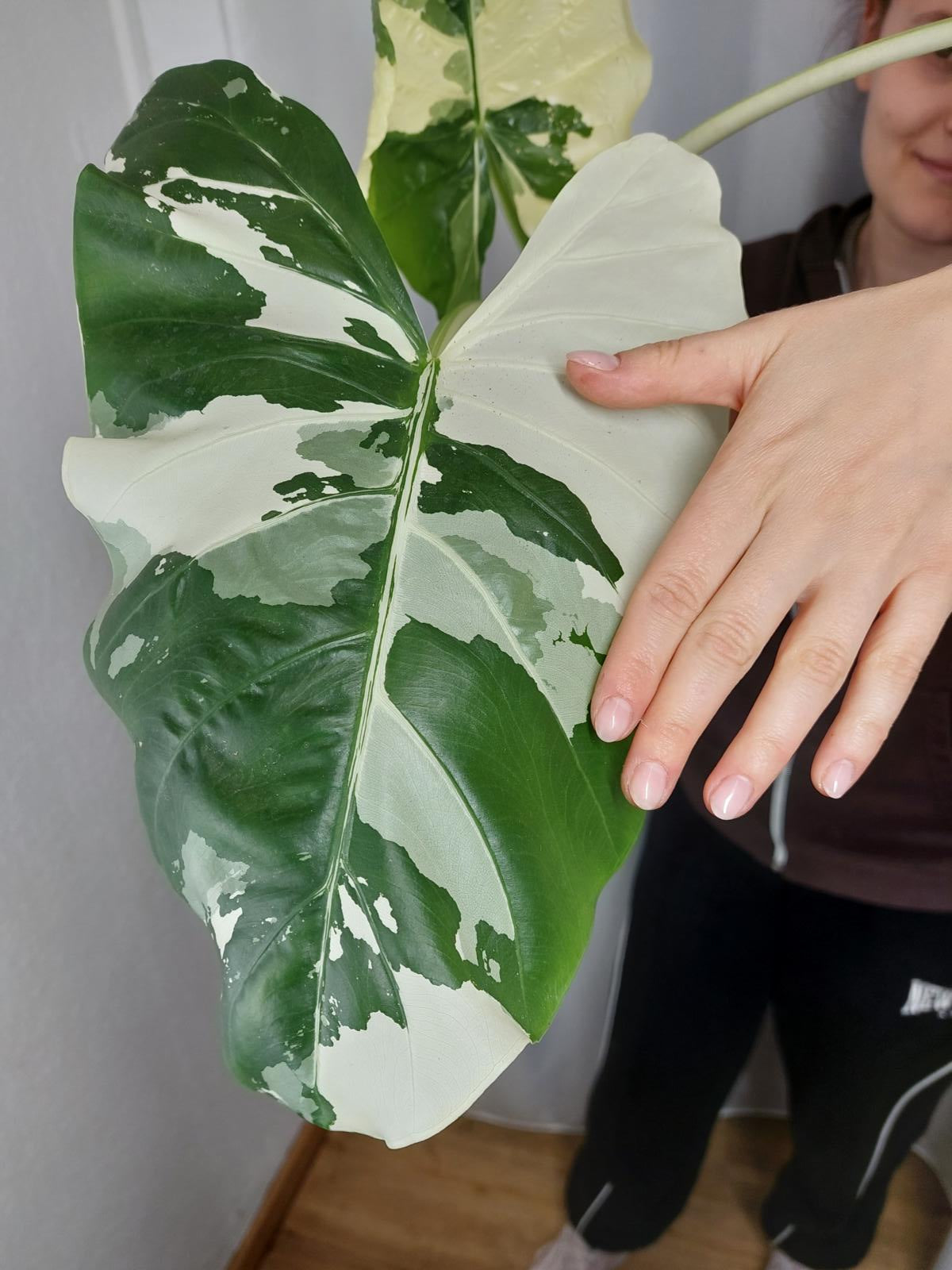 Alocasia Macrorrhiza Variegata