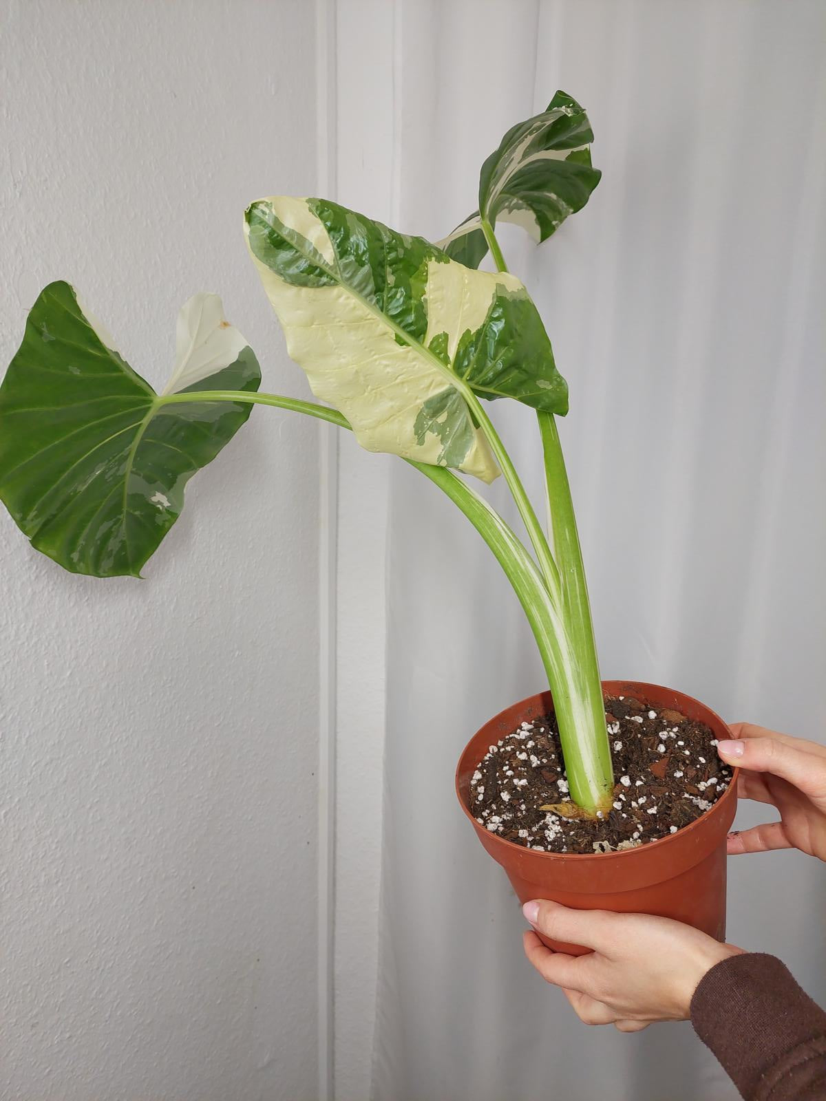 Alocasia Macrorrhiza Variegata