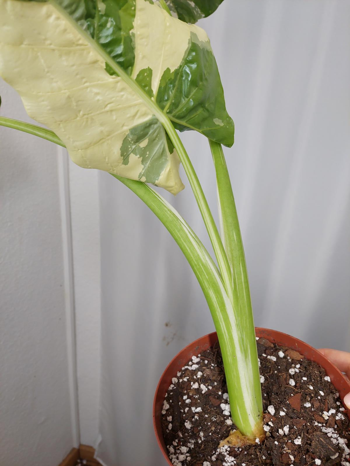 Alocasia Macrorrhiza Variegata