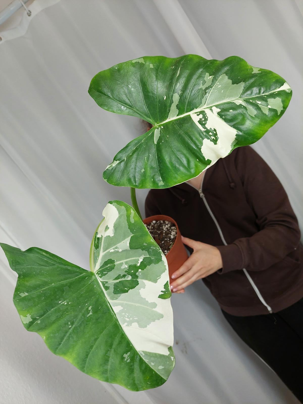 Alocasia Macrorrhiza Variegata