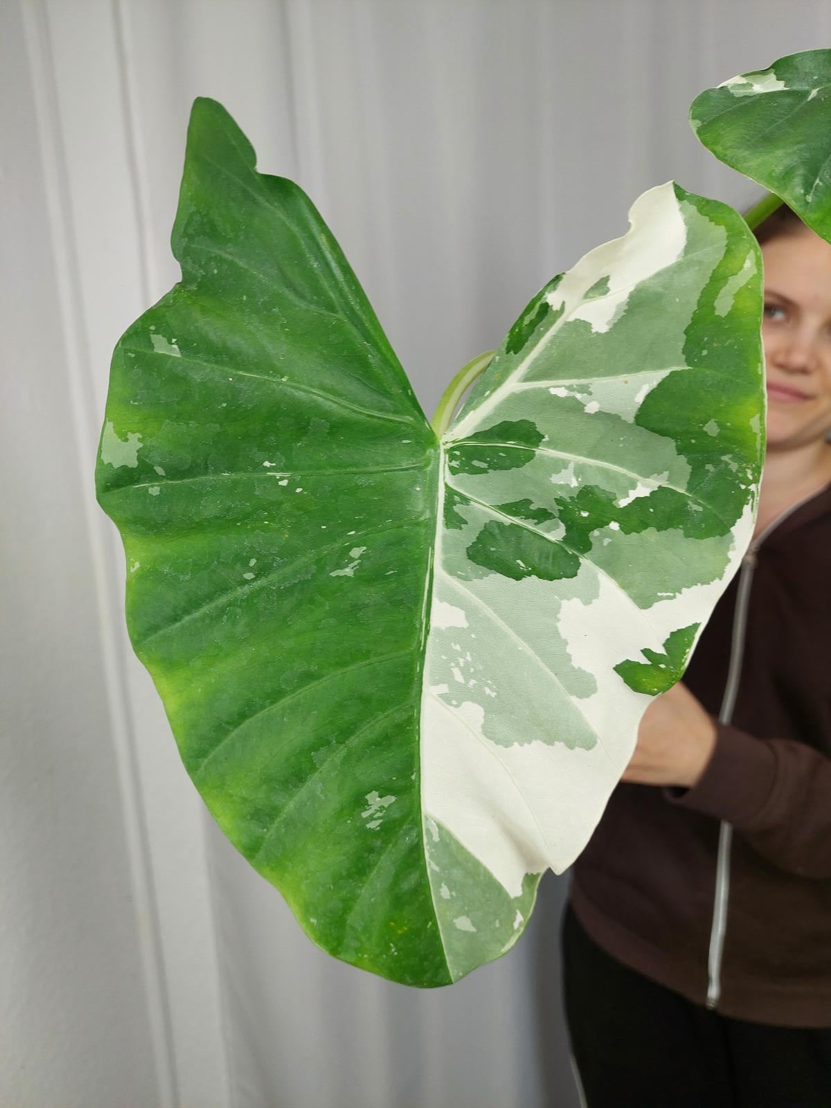 Alocasia Macrorrhiza Variegata