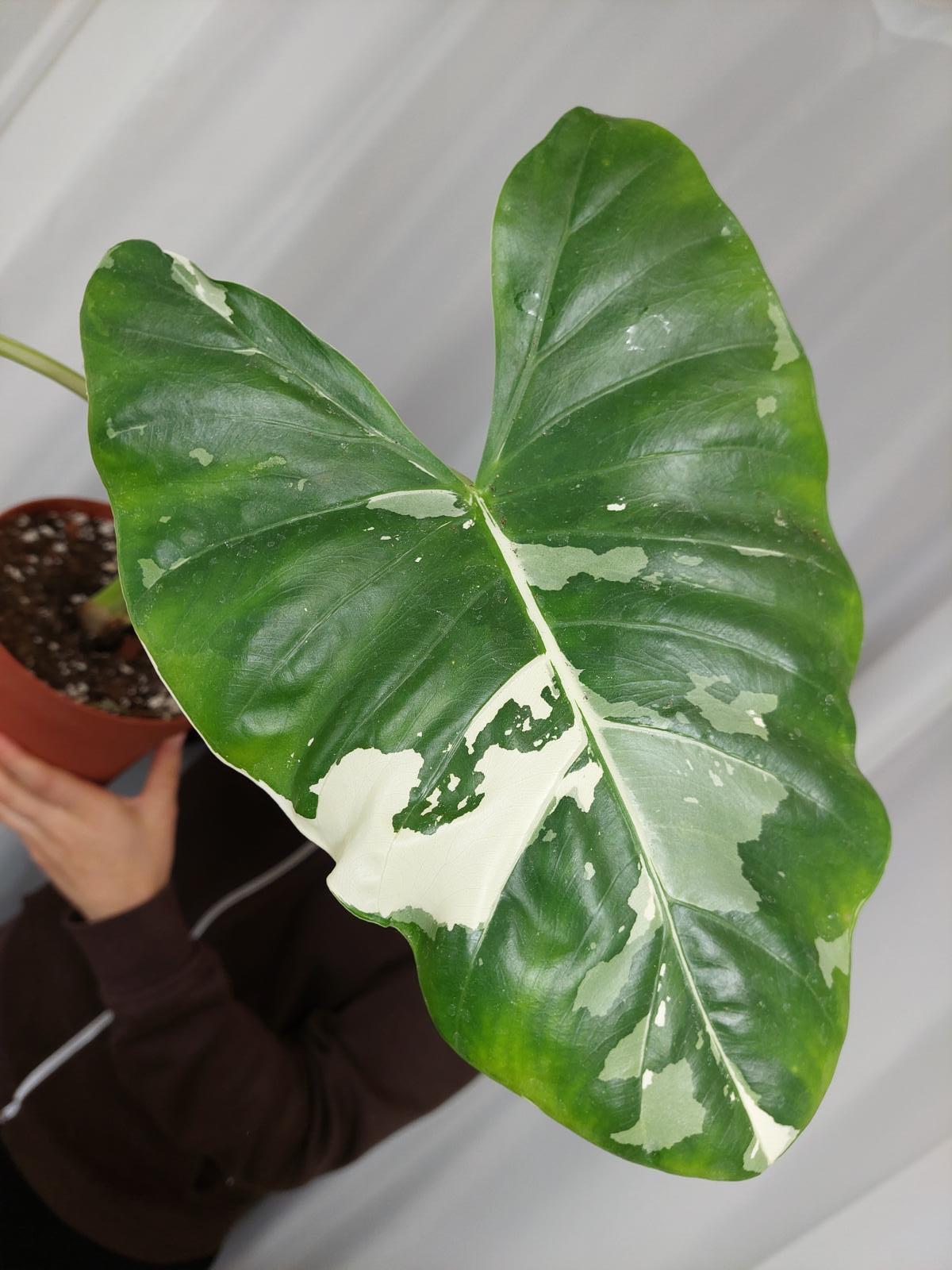 Alocasia Macrorrhiza Variegata