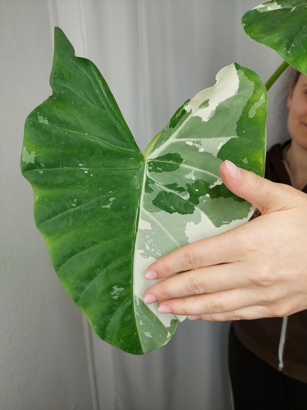 Alocasia Macrorrhiza Variegata