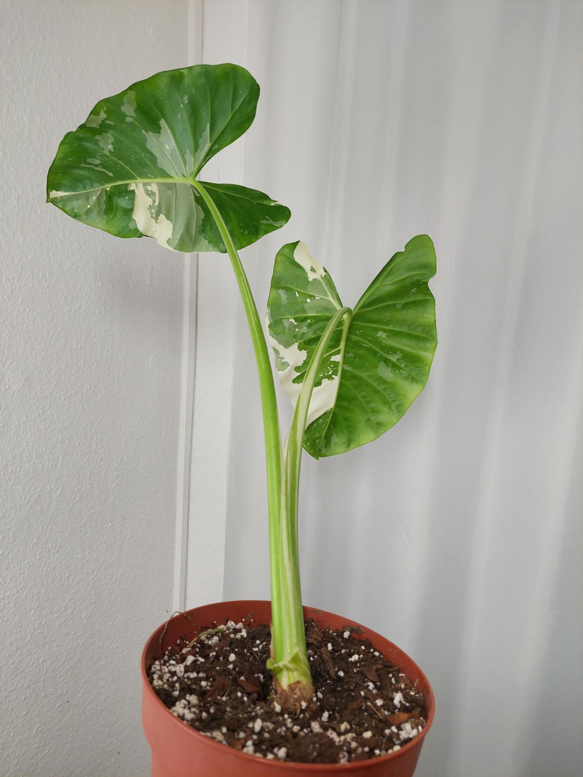 Alocasia Macrorrhiza Variegata