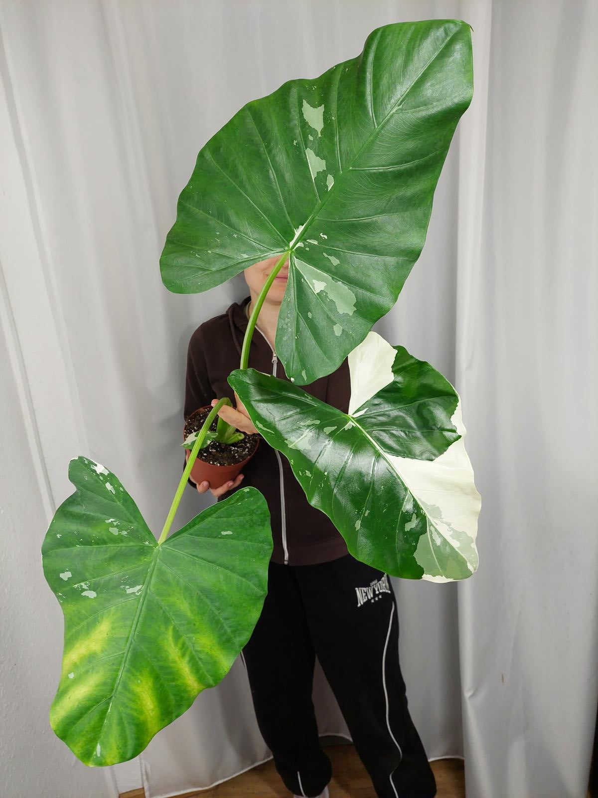 Alocasia Macrorrhiza Variegata