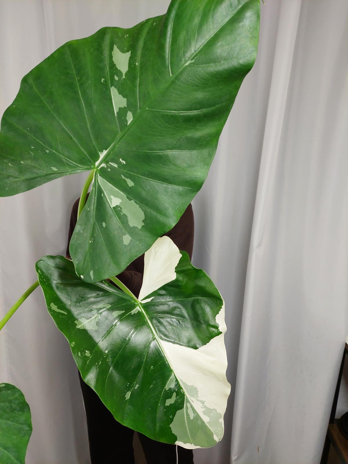 Alocasia Macrorrhiza Variegata
