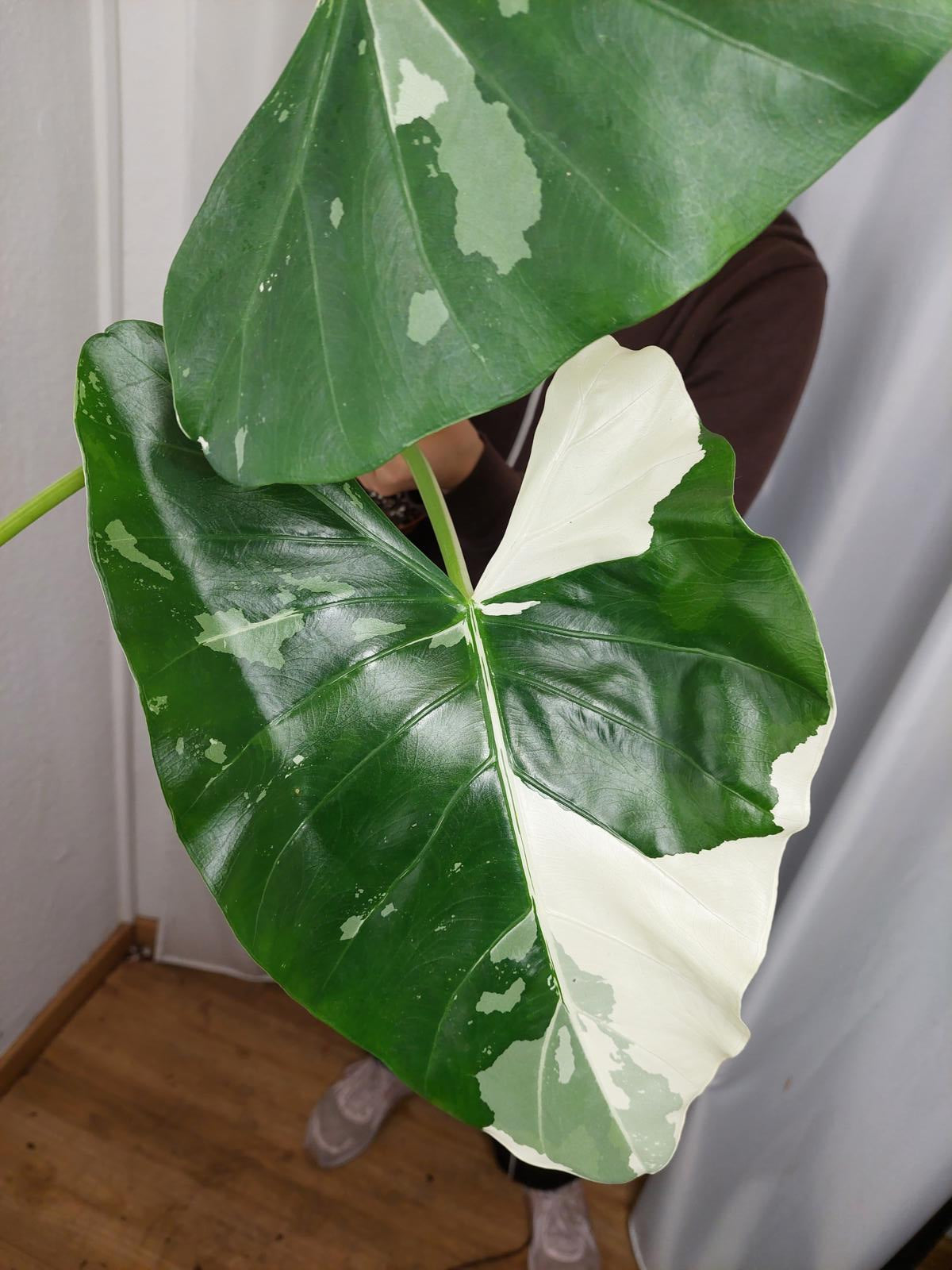 Alocasia Macrorrhiza Variegata