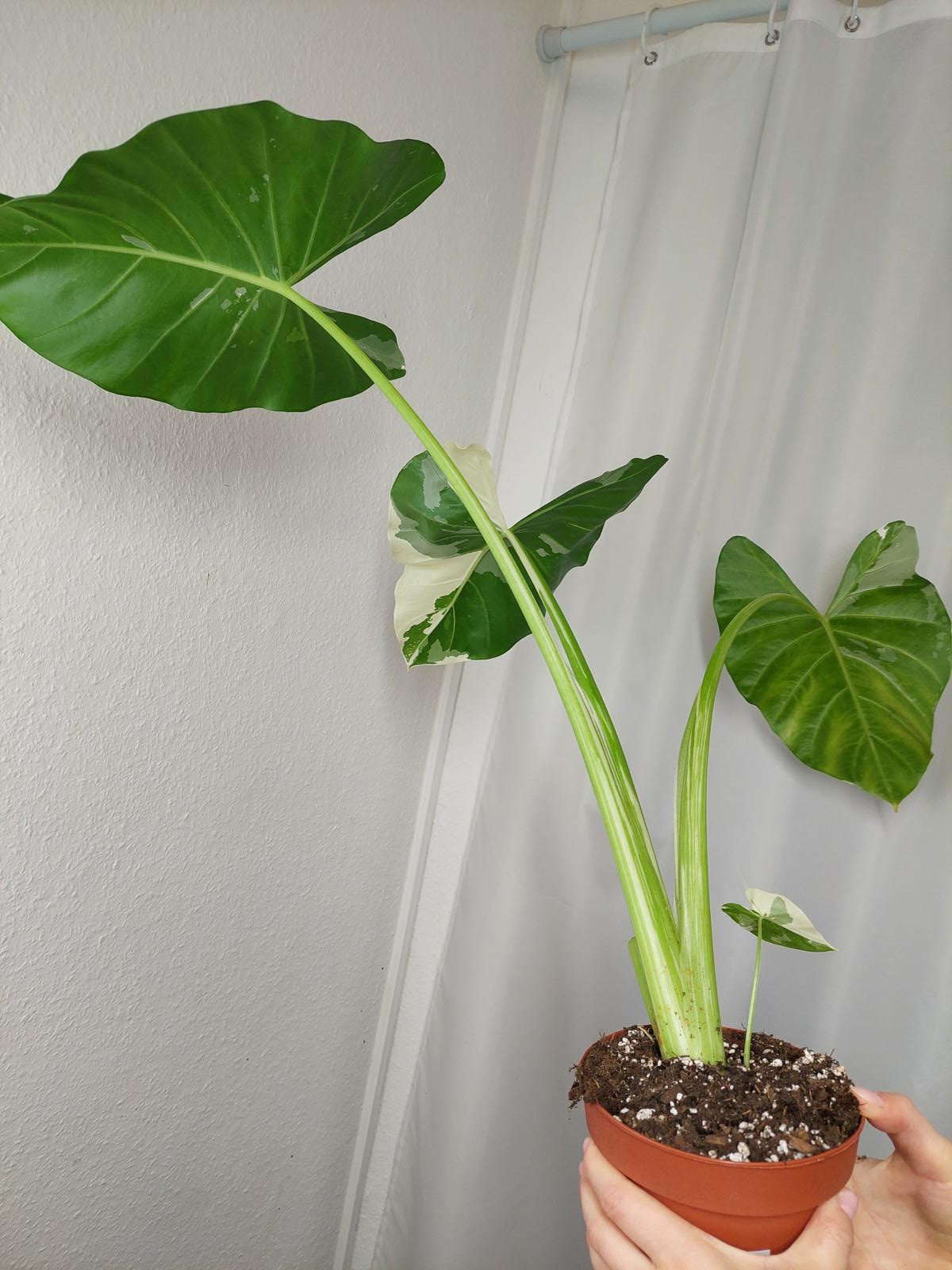 Alocasia Macrorrhiza Variegata