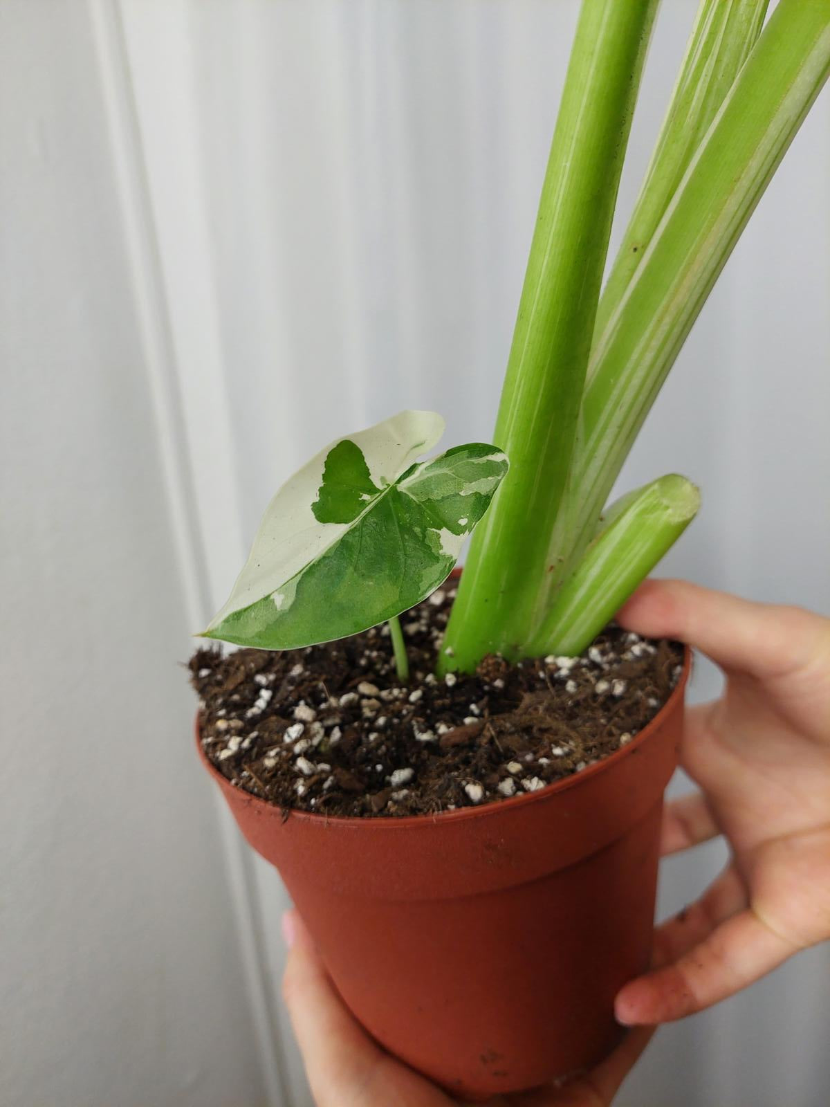 Alocasia Macrorrhiza Variegata