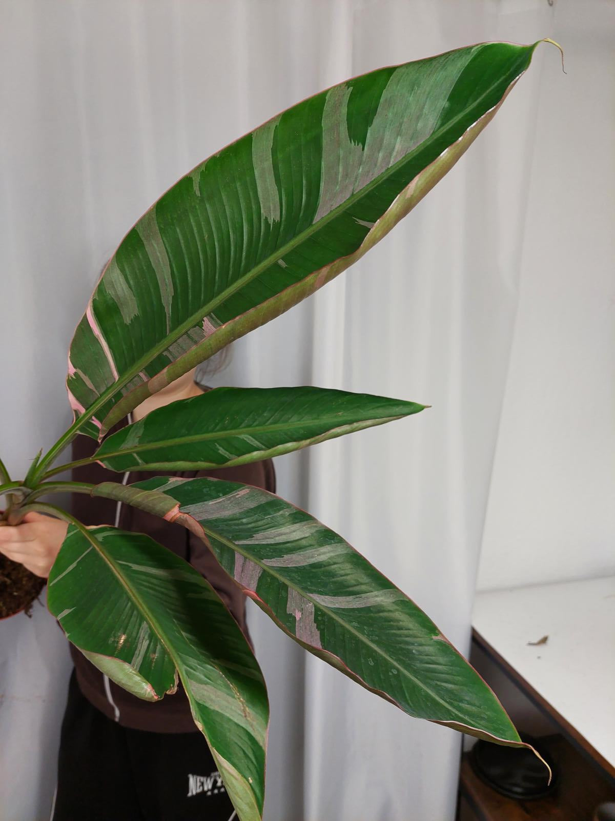 Musa Nono Pink Variegata