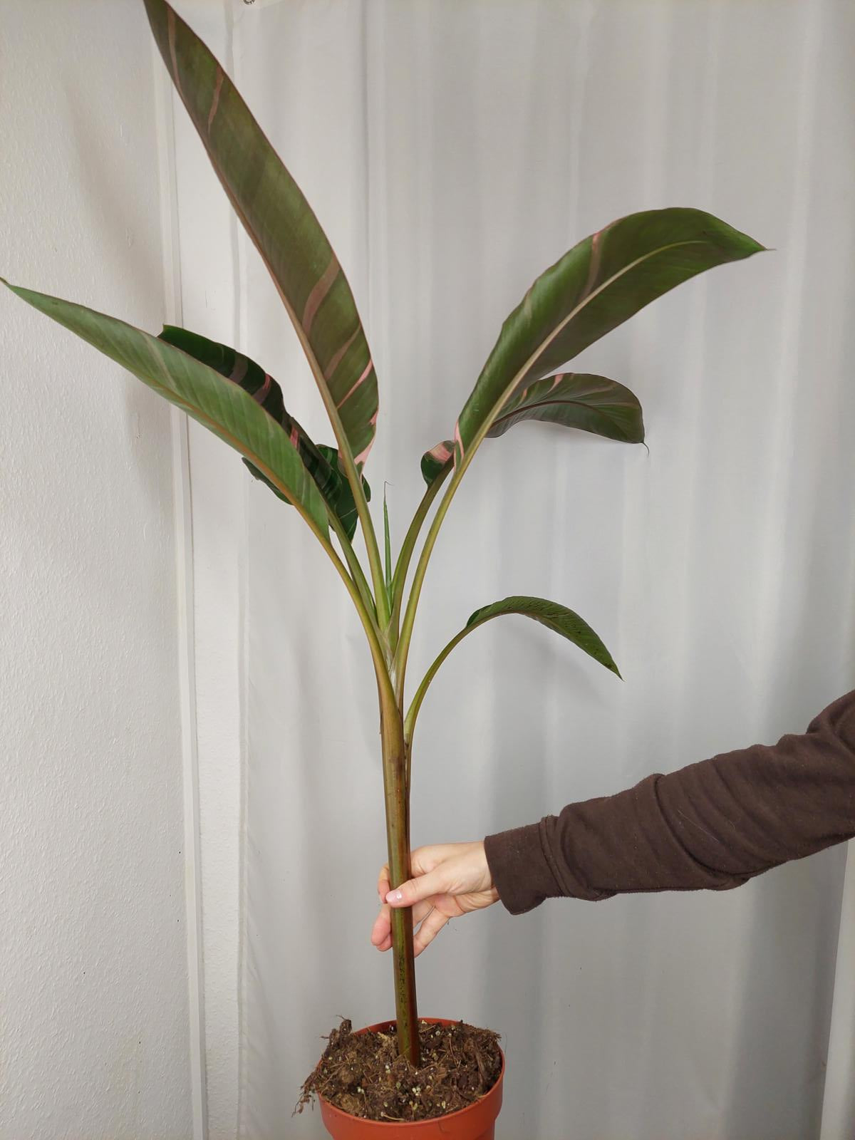 Musa Nono Pink Variegata