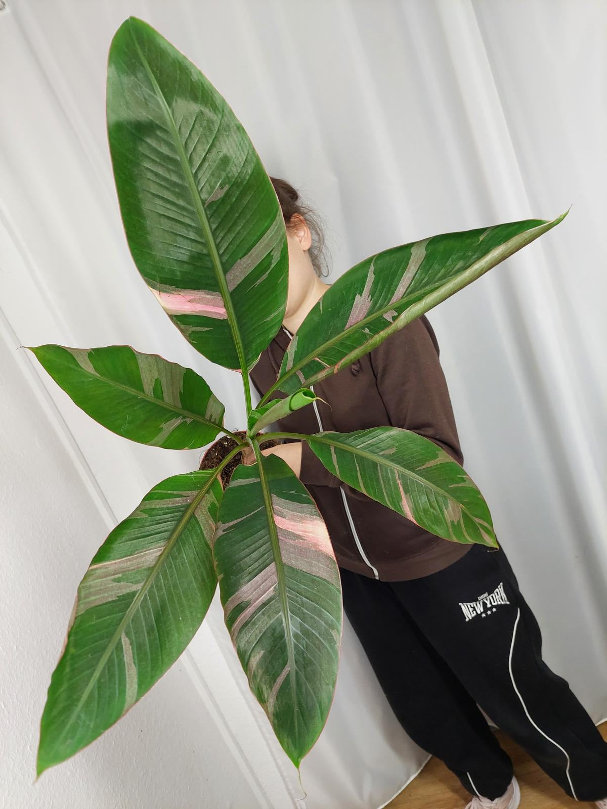 Musa Nono Pink Variegata