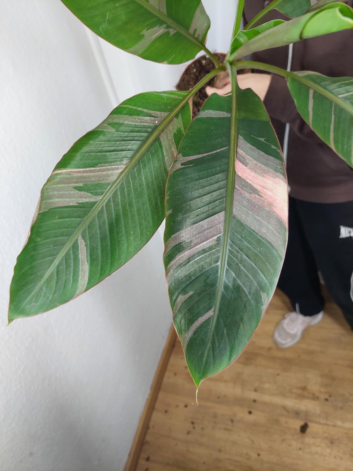 Musa Nono Pink Variegata