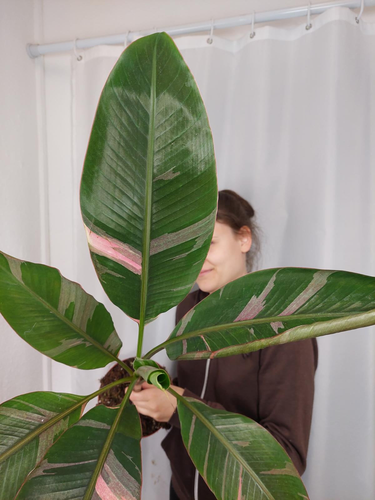 Musa Nono Pink Variegata