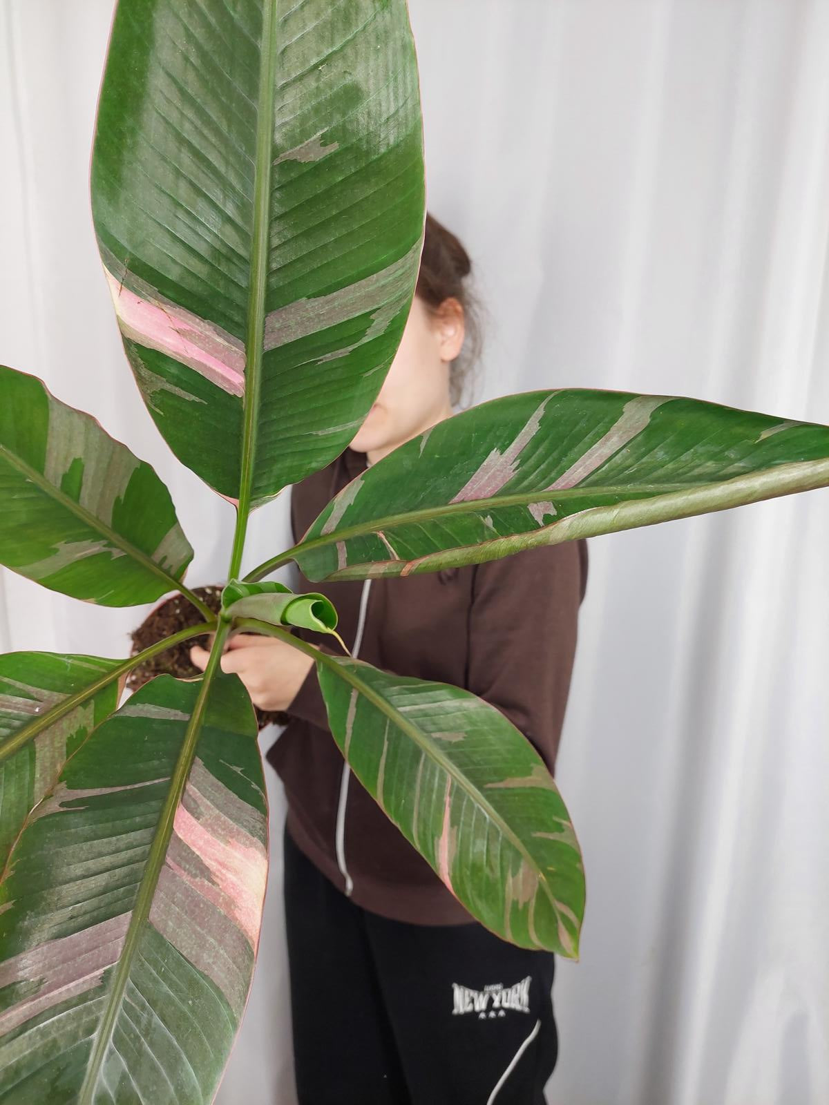 Musa Nono Pink Variegata