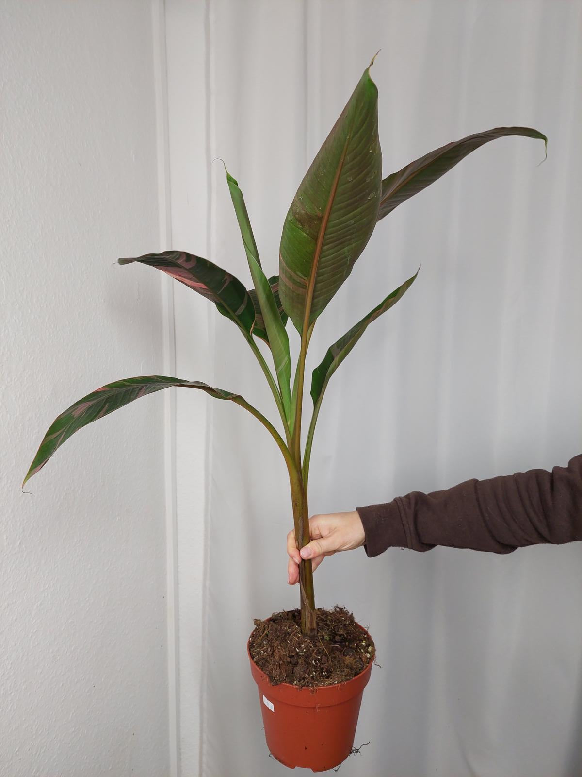 Musa Nono Pink Variegata