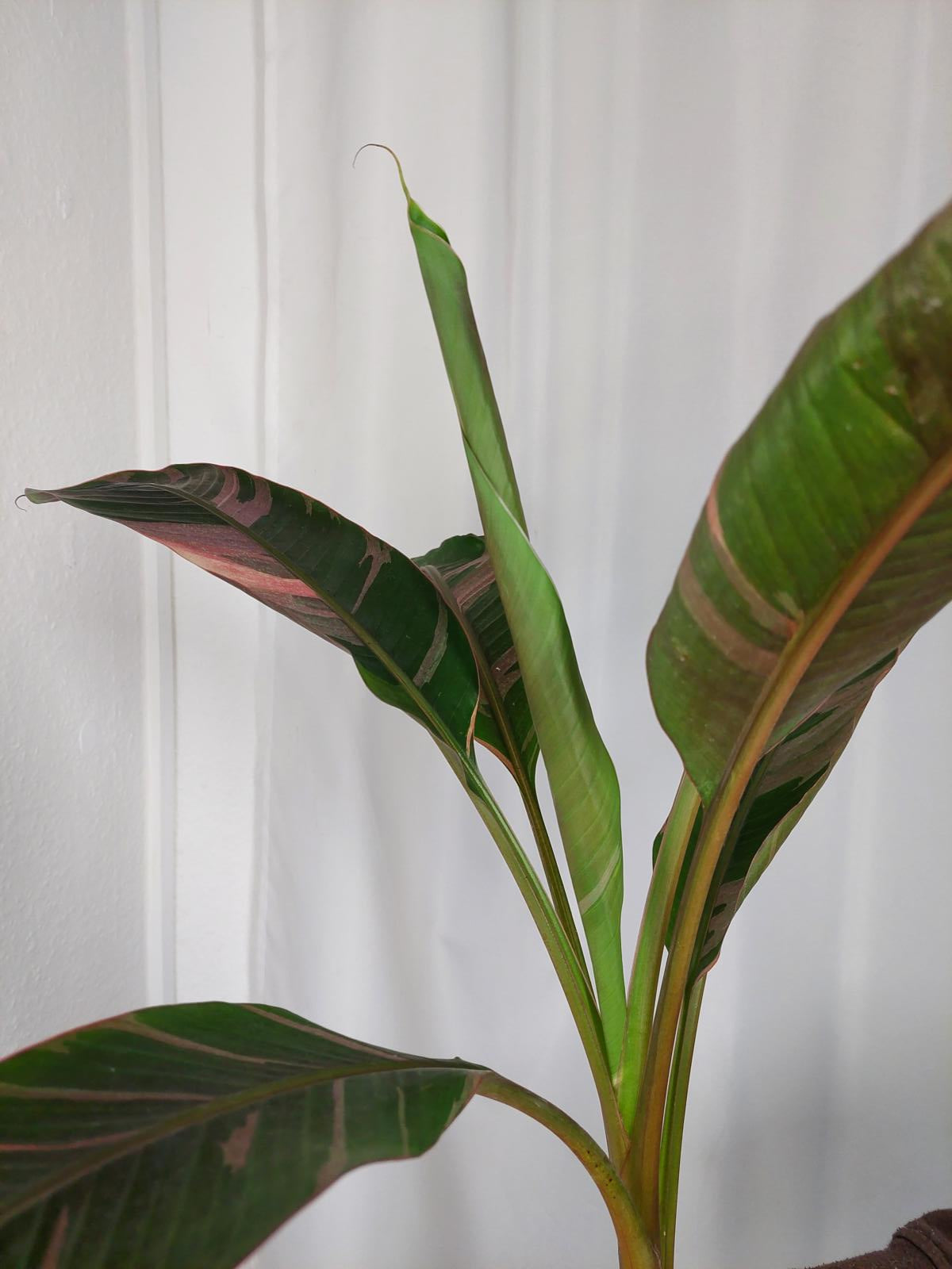 Musa Nono Pink Variegata