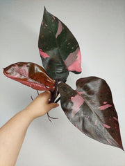 Philodendron Pink Princess Kopfsteckling