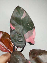 Philodendron Pink Princess Kopfsteckling