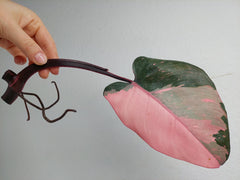 Philodendron Pink Princess Steckling