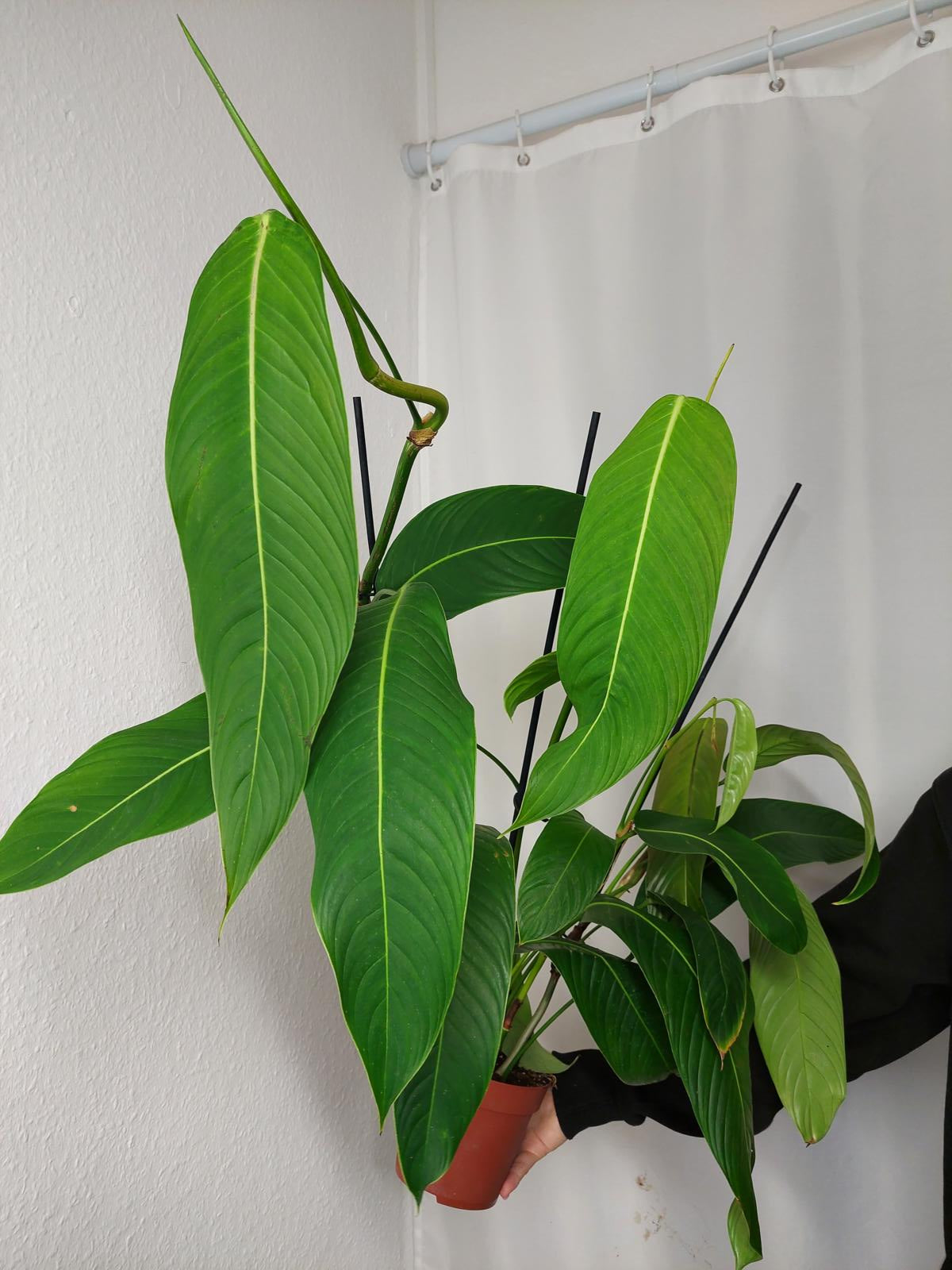 Philodendron Heterocraspedon