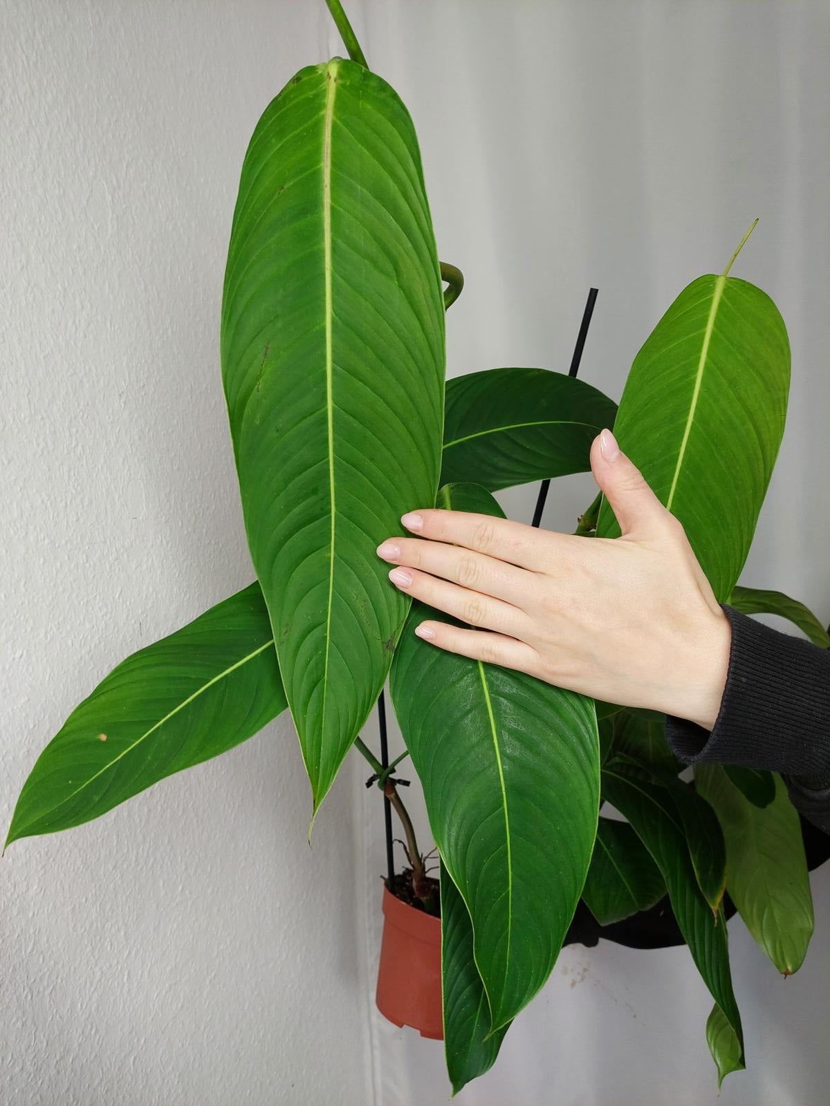 Philodendron Heterocraspedon