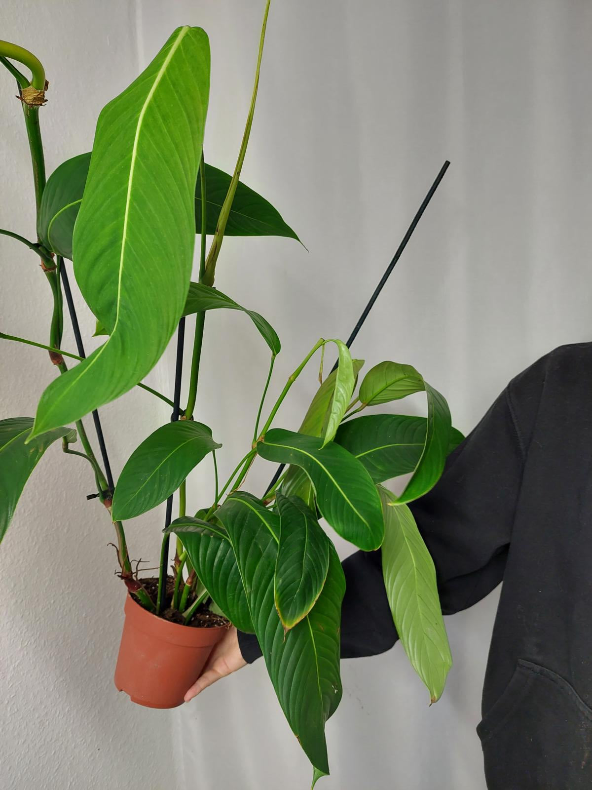 Philodendron Heterocraspedon