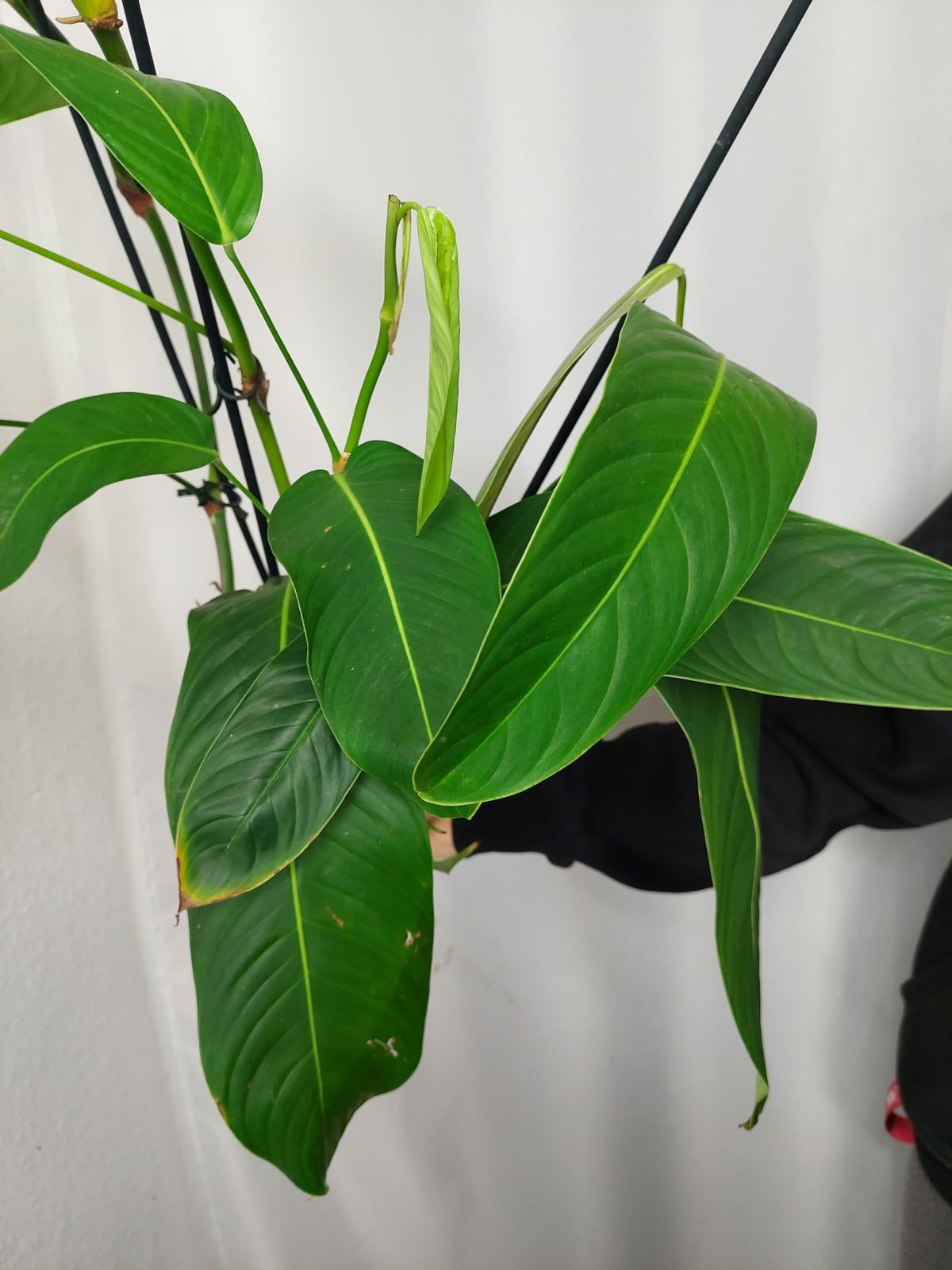 Philodendron Heterocraspedon