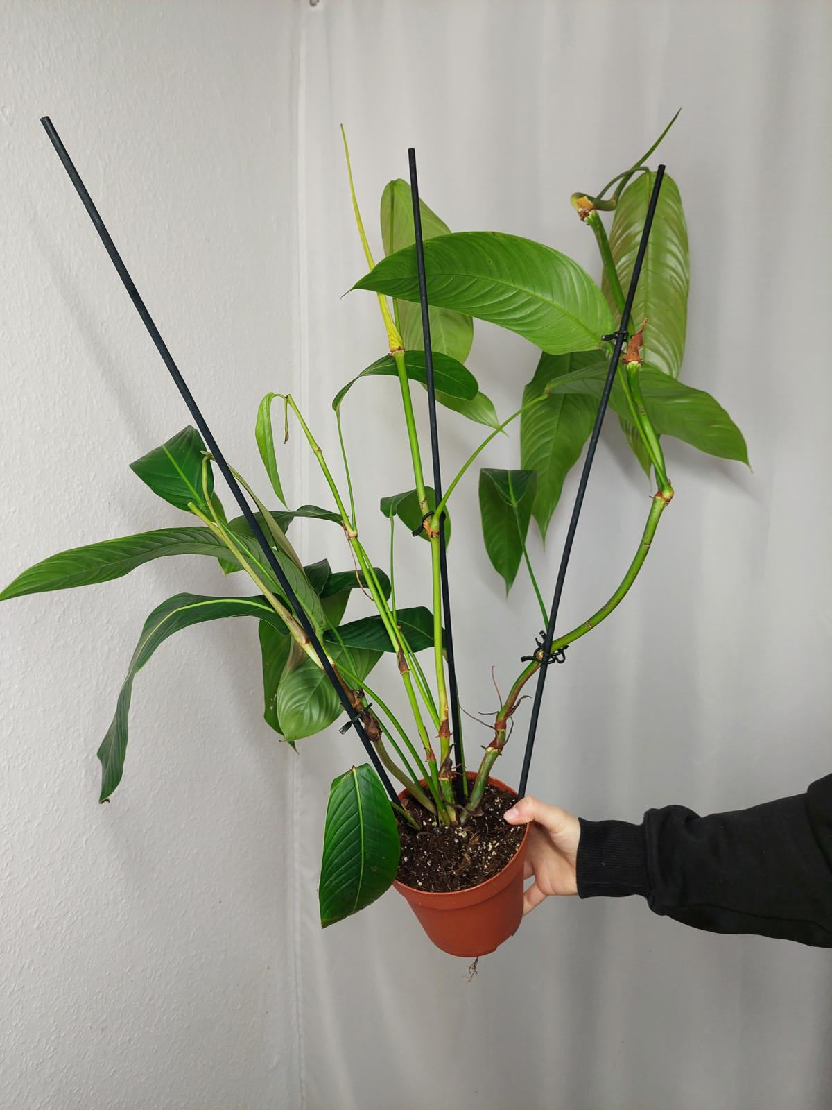 Philodendron Heterocraspedon