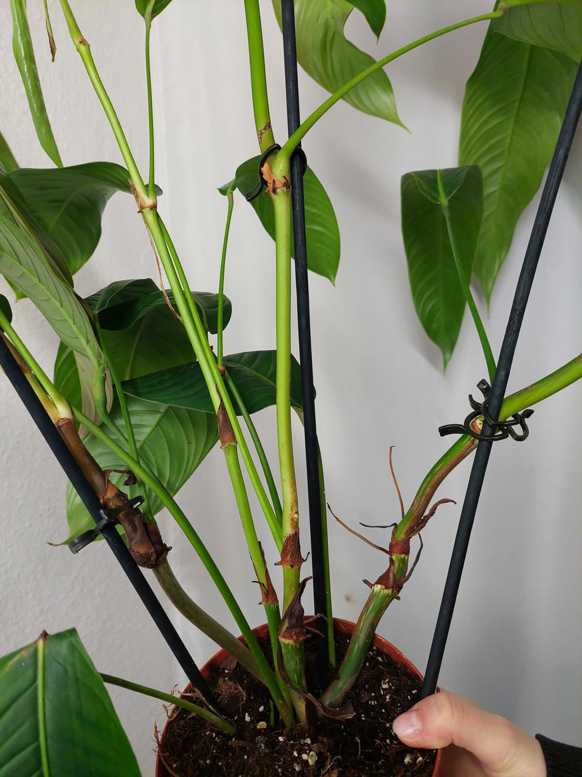 Philodendron Heterocraspedon