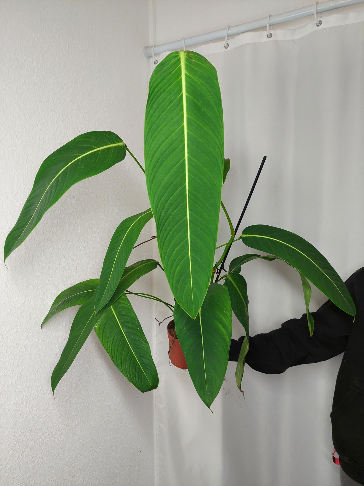 Philodendron Heterocraspedon