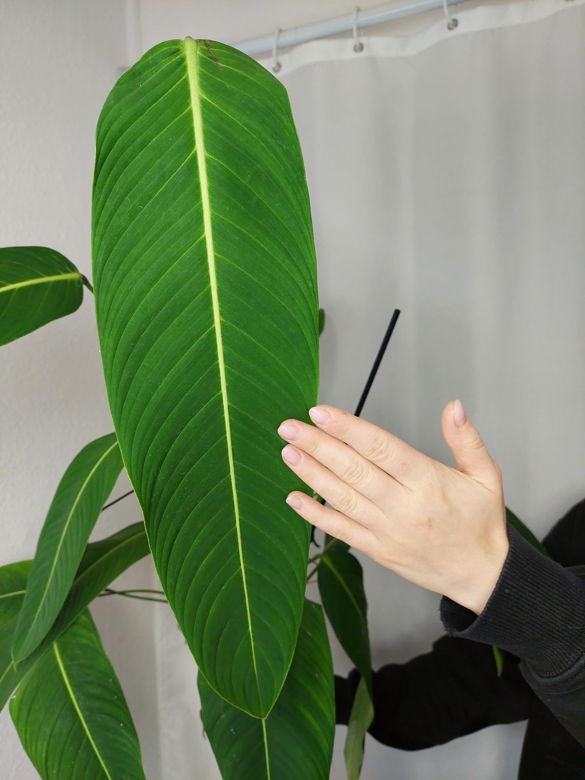 Philodendron Heterocraspedon