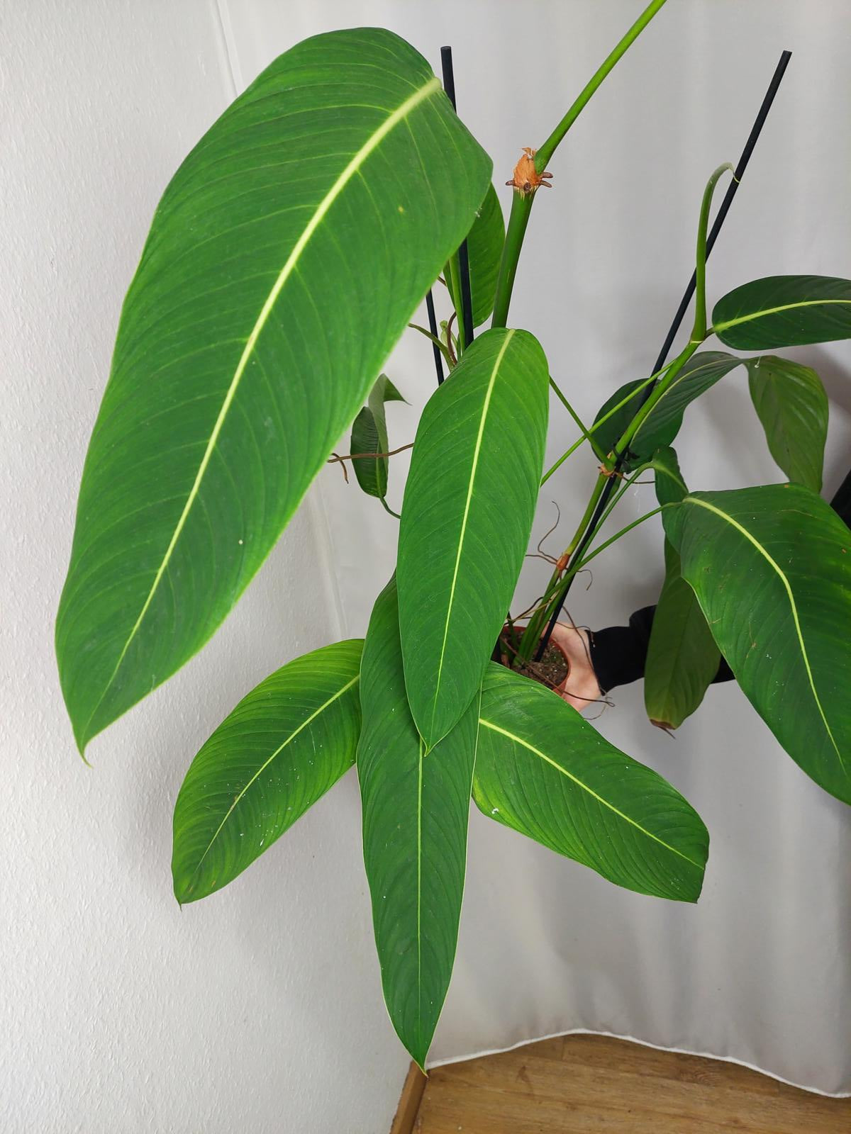 Philodendron Heterocraspedon